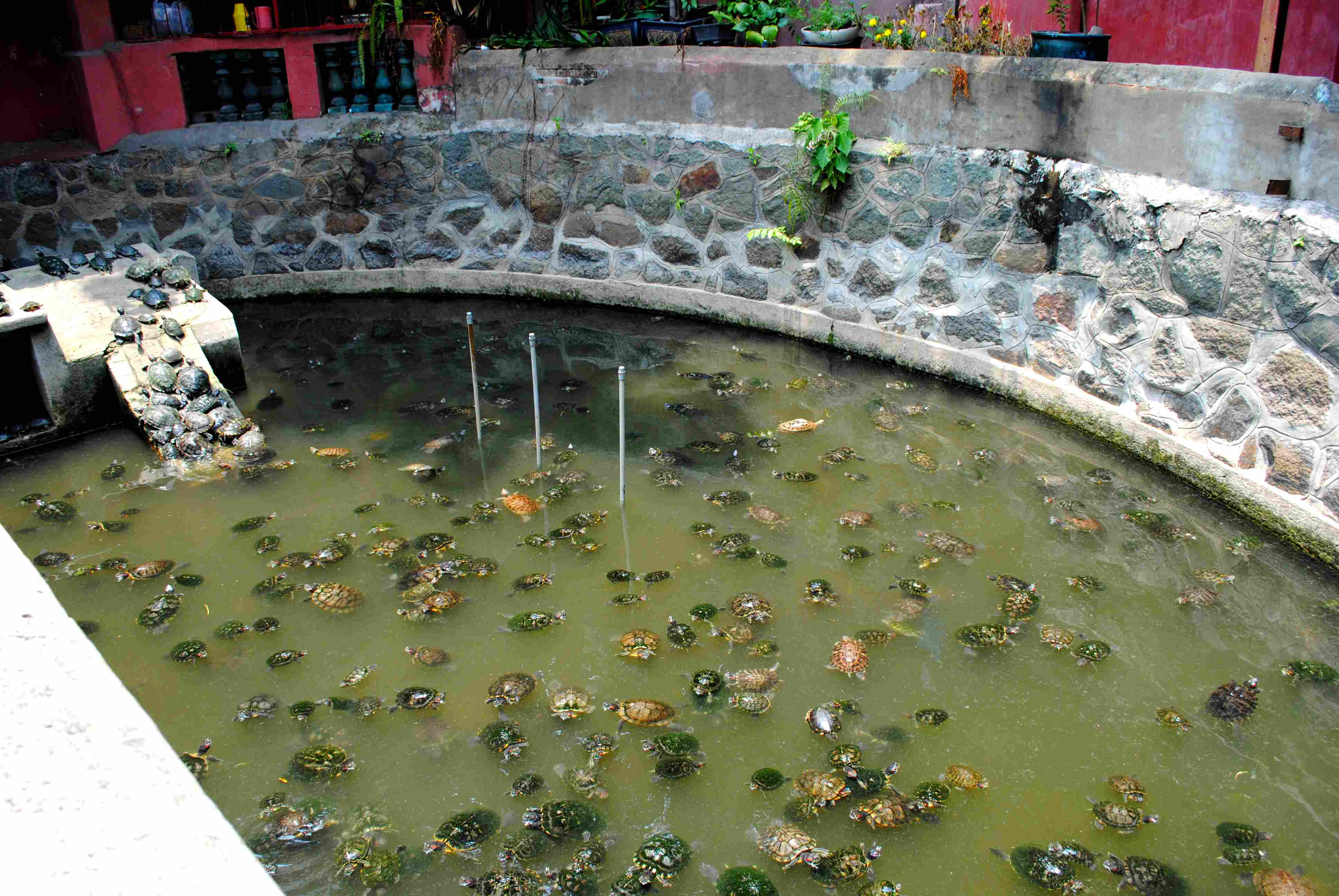 bassin de jardin tortue